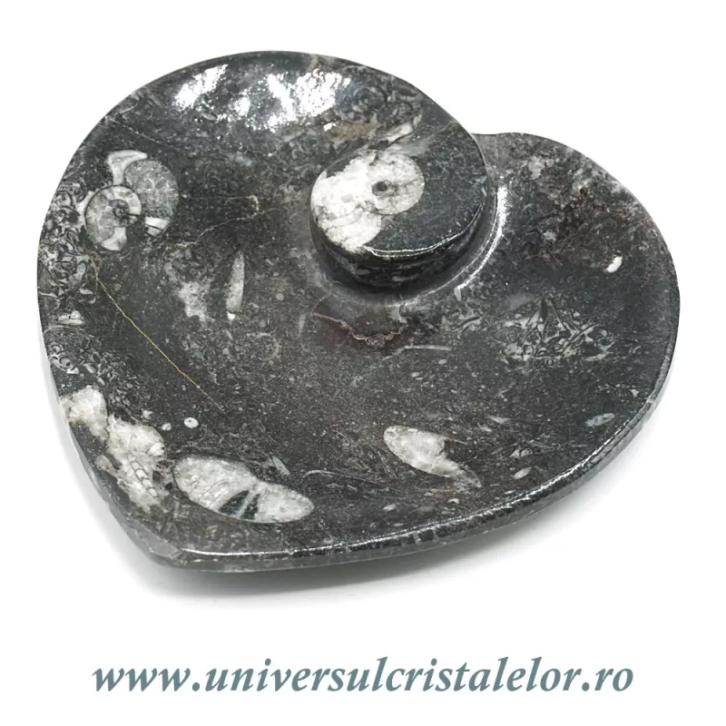 Orthoceras bol inima Orthoceras bol inima