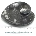 Orthoceras bol inima Orthoceras bol inima