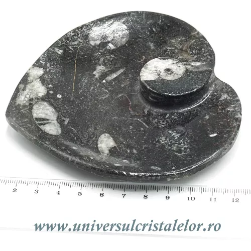 Orthoceras bol inima Orthoceras bol inima