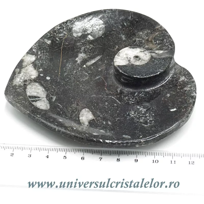 Orthoceras bol inima Orthoceras bol inima
