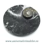 Orthoceras bol rotund Orthoceras bol rotund