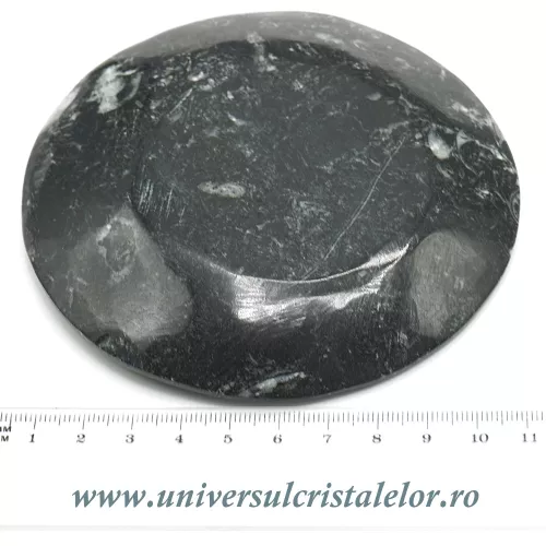 Orthoceras bol rotund Orthoceras bol rotund