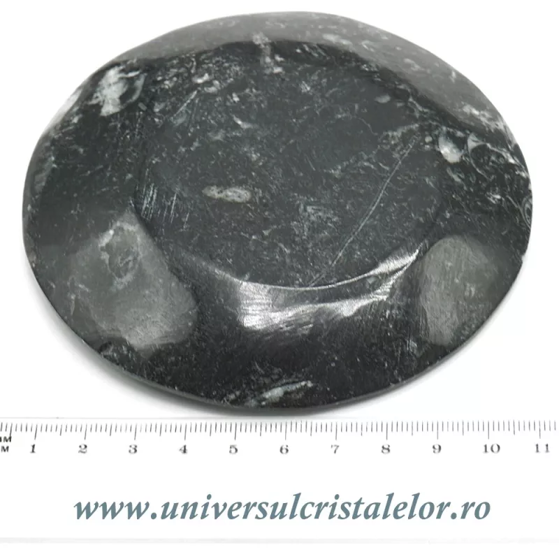 Orthoceras bol rotund Orthoceras bol rotund
