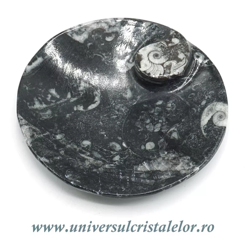 Orthoceras bol rotund Orthoceras bol rotund