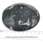 Orthoceras bol rotund Orthoceras bol rotund