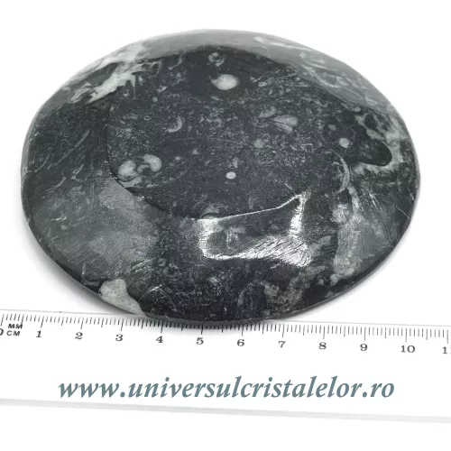 Orthoceras bol rotund Orthoceras bol rotund