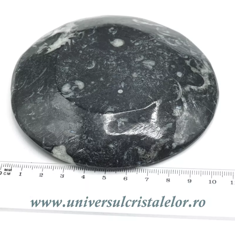 Orthoceras bol rotund Orthoceras bol rotund