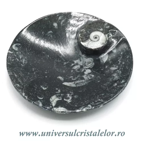 Orthoceras bol rotund Orthoceras bol rotund