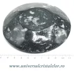 Orthoceras bol rotund Orthoceras bol rotund