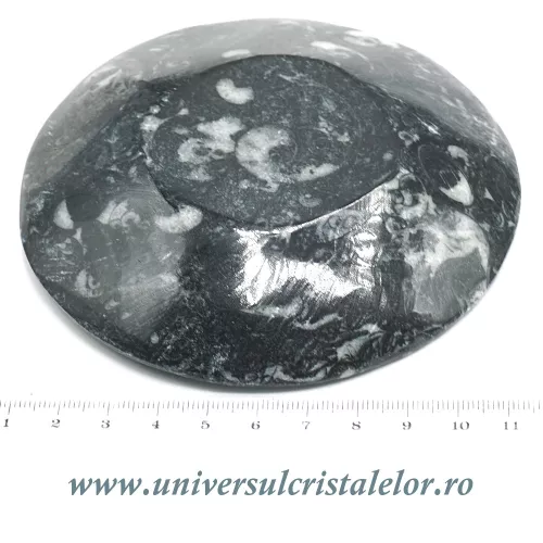 Orthoceras bol rotund Orthoceras bol rotund