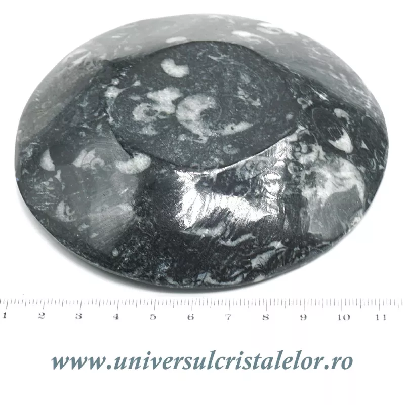 Orthoceras bol rotund Orthoceras bol rotund