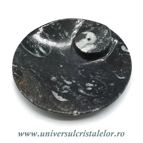 Orthoceras bol rotund Orthoceras bol rotund