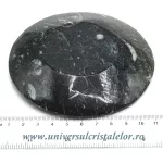Orthoceras bol rotund Orthoceras bol rotund