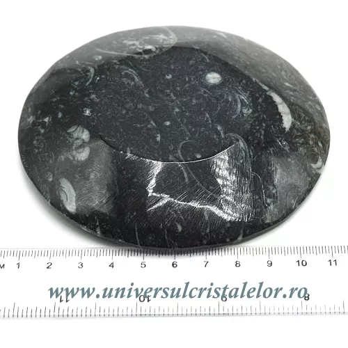 Orthoceras bol rotund Orthoceras bol rotund