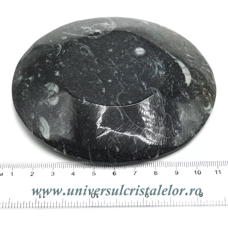 Orthoceras bol rotund Orthoceras bol rotund