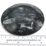 Orthoceras bol rotund Orthoceras bol rotund