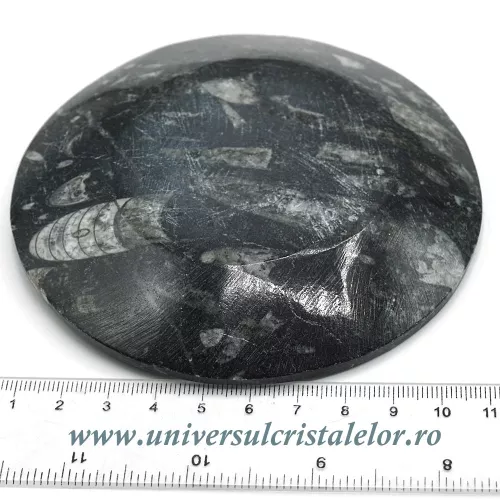 Orthoceras bol rotund Orthoceras bol rotund