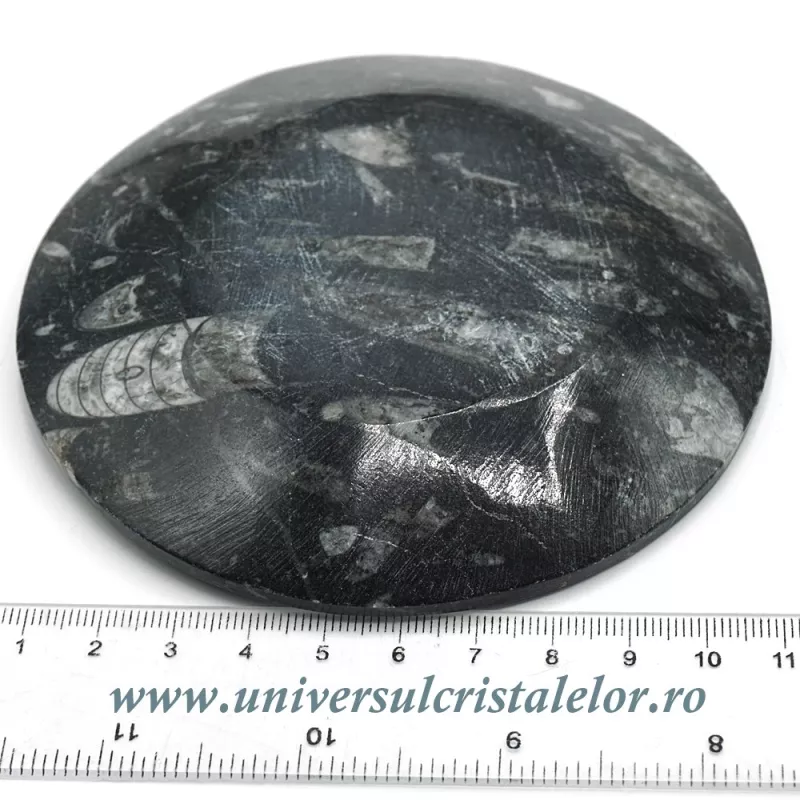 Orthoceras bol rotund Orthoceras bol rotund