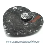 Orthoceras bol inima Orthoceras bol inima