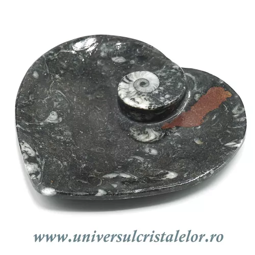 Orthoceras bol inima Orthoceras bol inima
