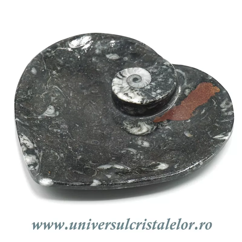 Orthoceras bol inima Orthoceras bol inima