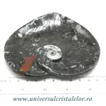 Orthoceras bol inima Orthoceras bol inima