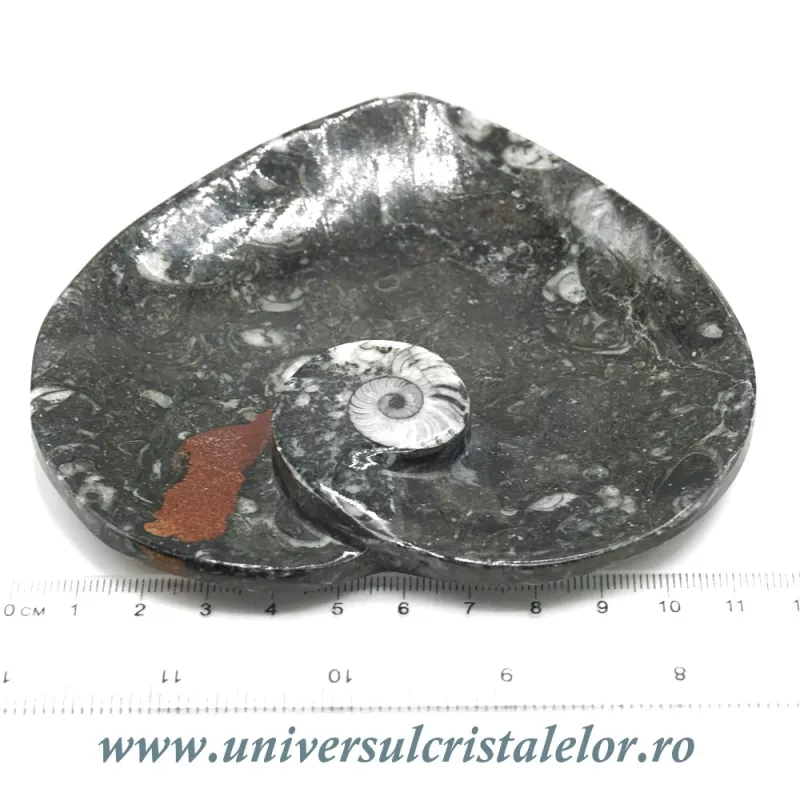 Orthoceras bol inima Orthoceras bol inima