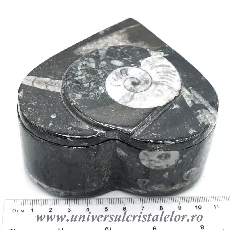 Caseta bijuterii orthoceras