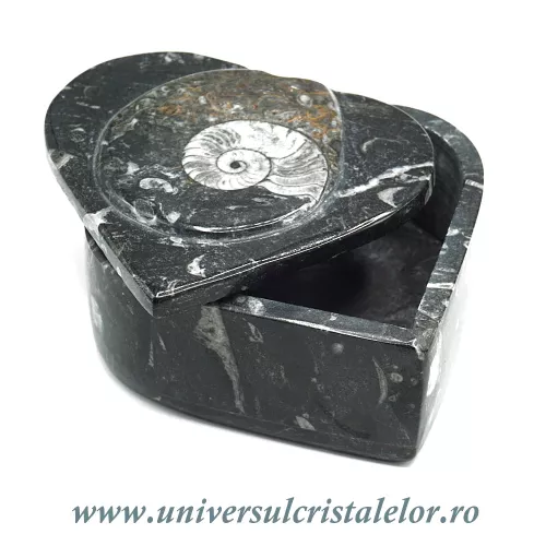 Caseta bijuterii orthoceras Caseta bijuterii orthoceras