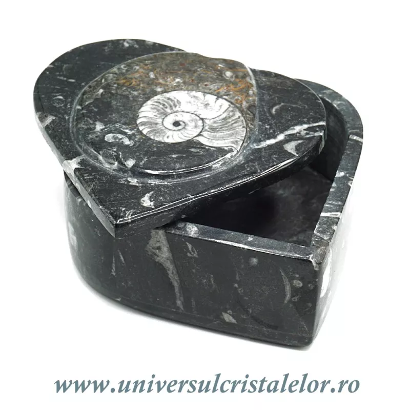 Caseta bijuterii orthoceras Caseta bijuterii orthoceras