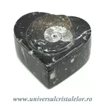 Caseta bijuterii orthoceras Caseta bijuterii orthoceras