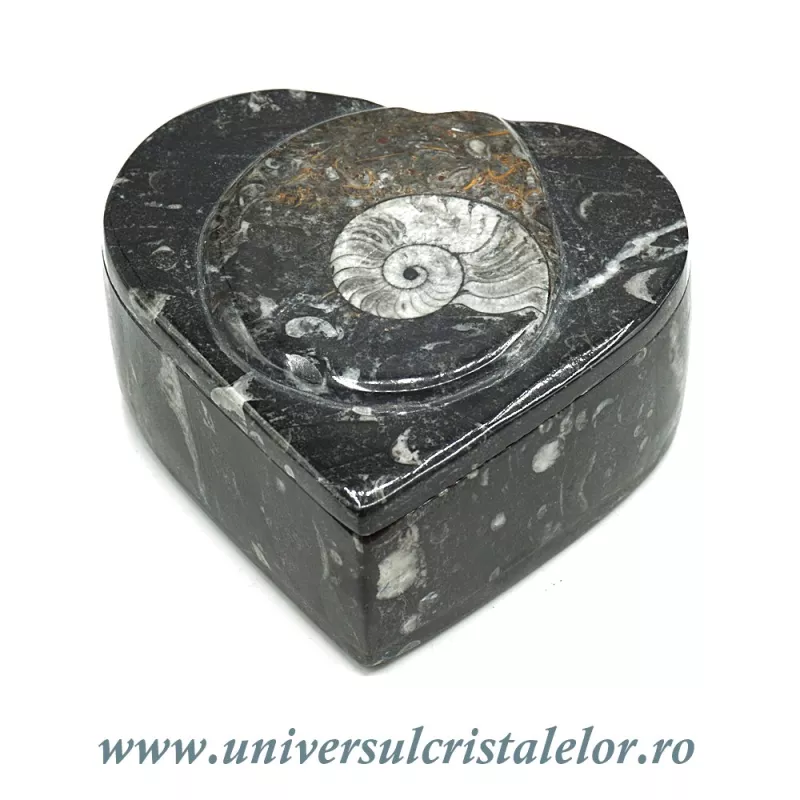 Caseta bijuterii orthoceras Caseta bijuterii orthoceras