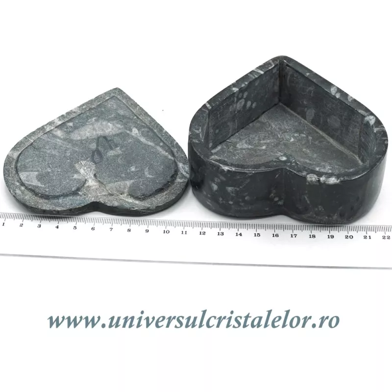 Caseta bijuterii orthoceras Caseta bijuterii orthoceras