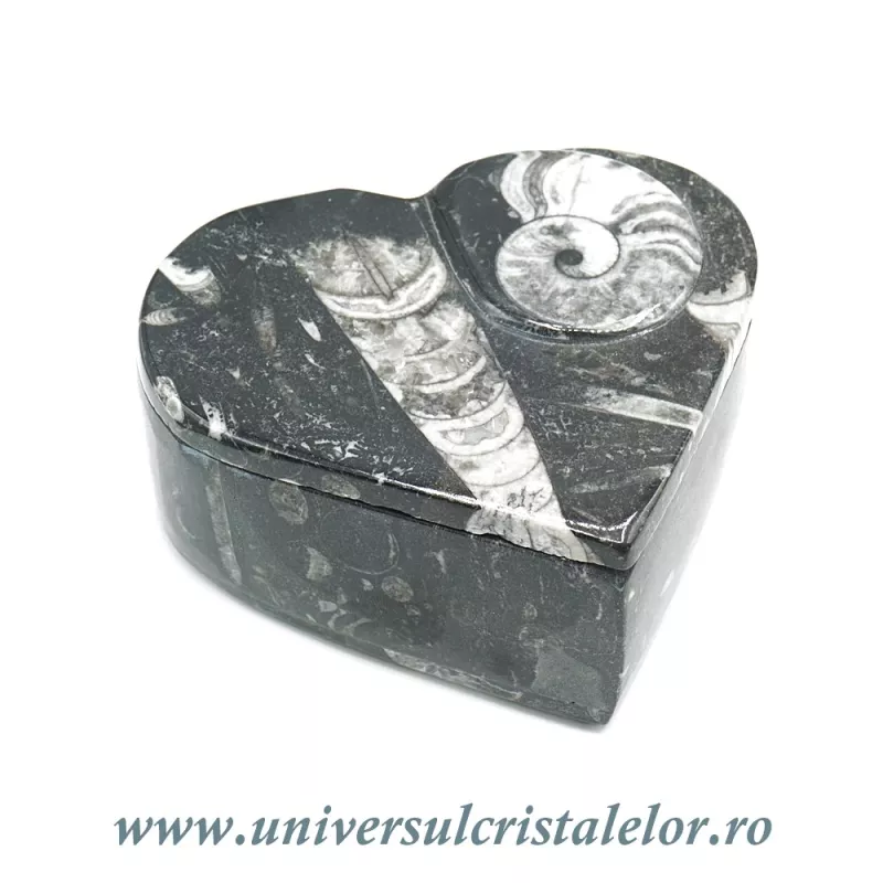 Caseta bijuterii orthoceras Caseta bijuterii orthoceras