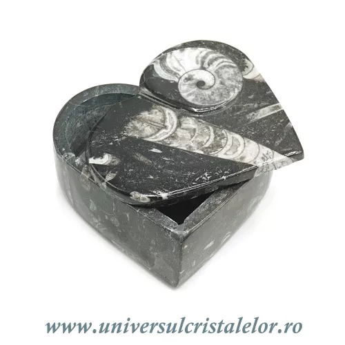 Caseta bijuterii orthoceras Caseta bijuterii orthoceras