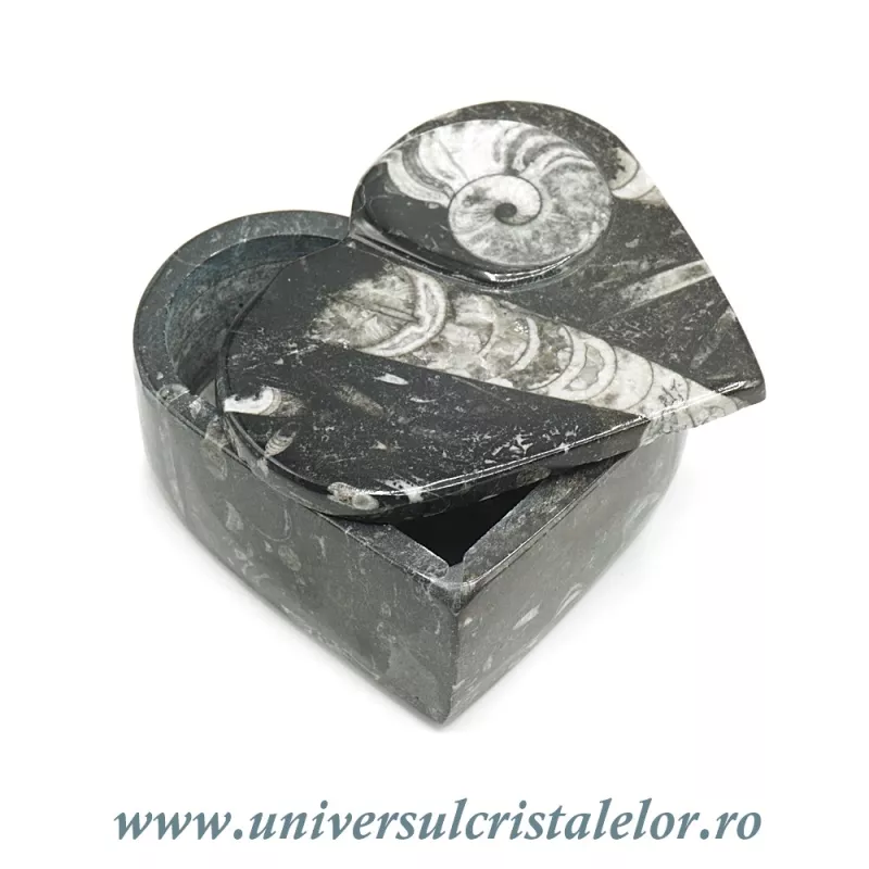Caseta bijuterii orthoceras Caseta bijuterii orthoceras