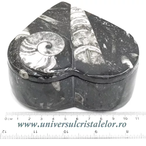 Caseta bijuterii orthoceras Caseta bijuterii orthoceras