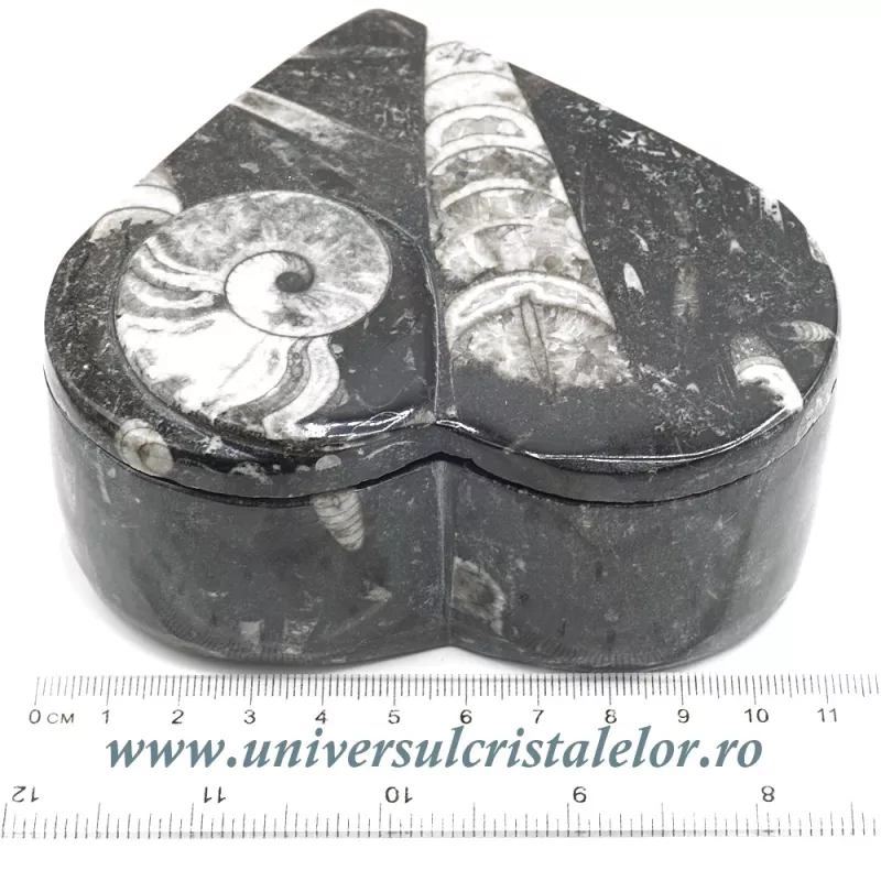 Caseta bijuterii orthoceras Caseta bijuterii orthoceras