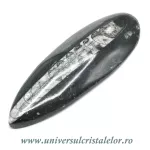 Orthoceras Orthoceras