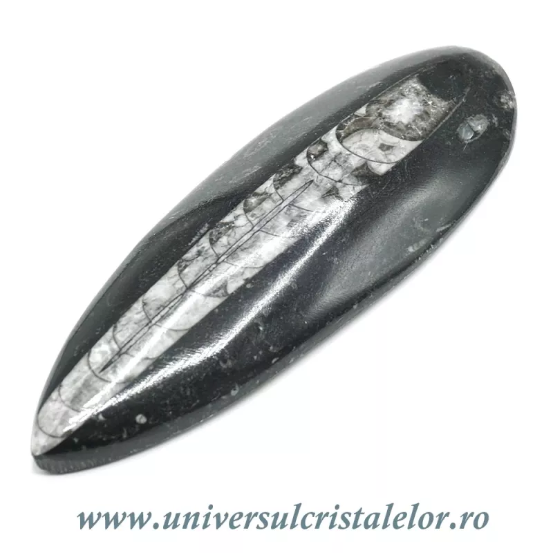 Orthoceras Orthoceras