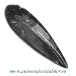 Orthoceras Orthoceras