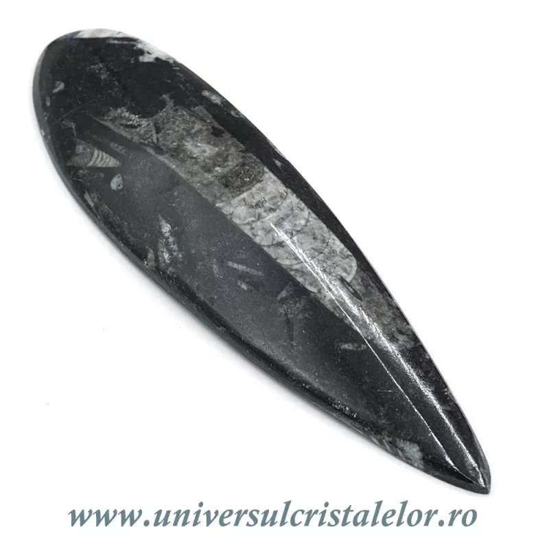 Orthoceras Orthoceras