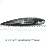 Orthoceras Orthoceras