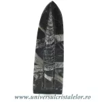 Orthoceras placa cu baza Orthoceras placa cu baza