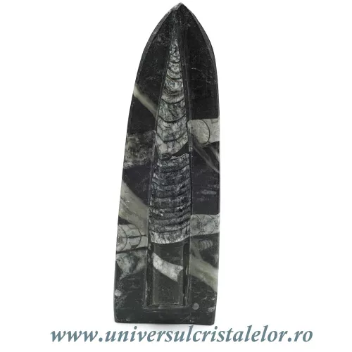 Orthoceras placa cu baza Orthoceras placa cu baza