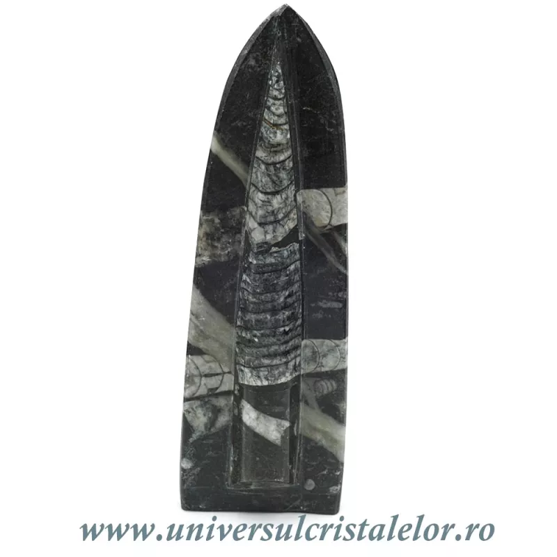 Orthoceras placa cu baza Orthoceras placa cu baza
