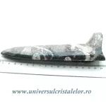 Orthoceras placa cu baza Orthoceras placa cu baza