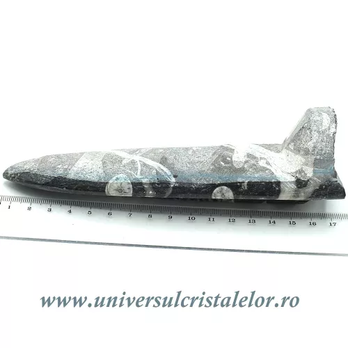 Orthoceras placa cu baza Orthoceras placa cu baza