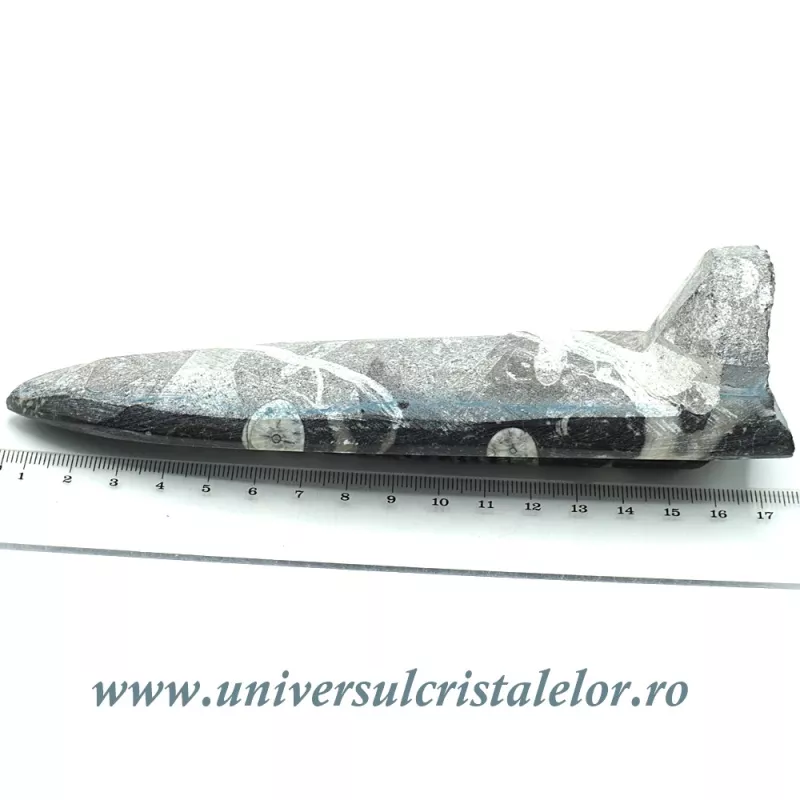 Orthoceras placa cu baza Orthoceras placa cu baza