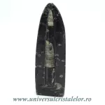 Orthoceras placa cu baza Orthoceras placa cu baza